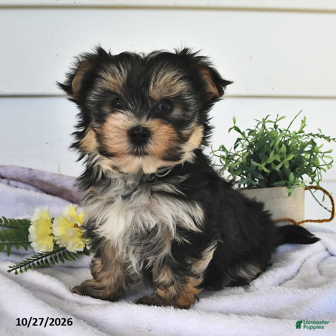 Morkie dogs for sale: Macey  - Ad 1