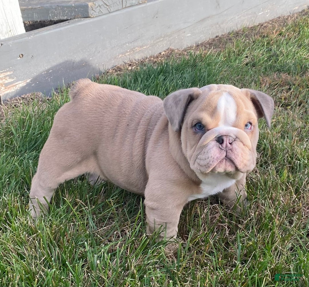 English Bulldog dogs for sale: AKC Bella - Ad 4