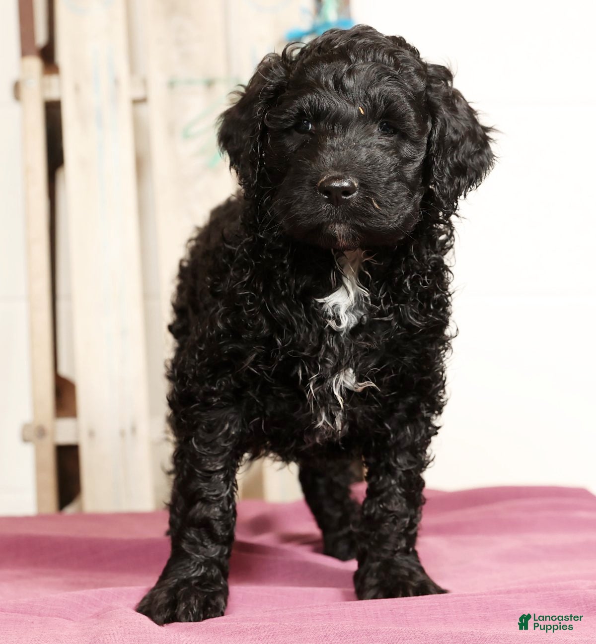 Labradoodle dogs Grady - Ad 14