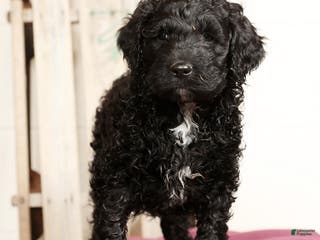 Labradoodle dogs Grady - Ad 14