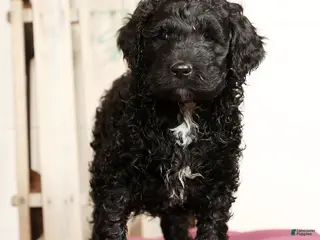 Labradoodle dogs Grady - Ad 9
