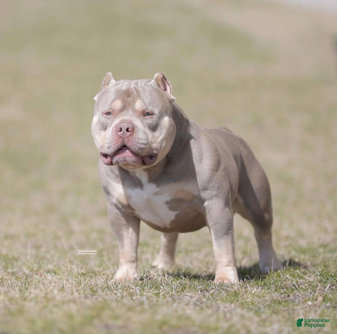 American Bully dogs for stud: Carnage Stud Ad - Ad 1