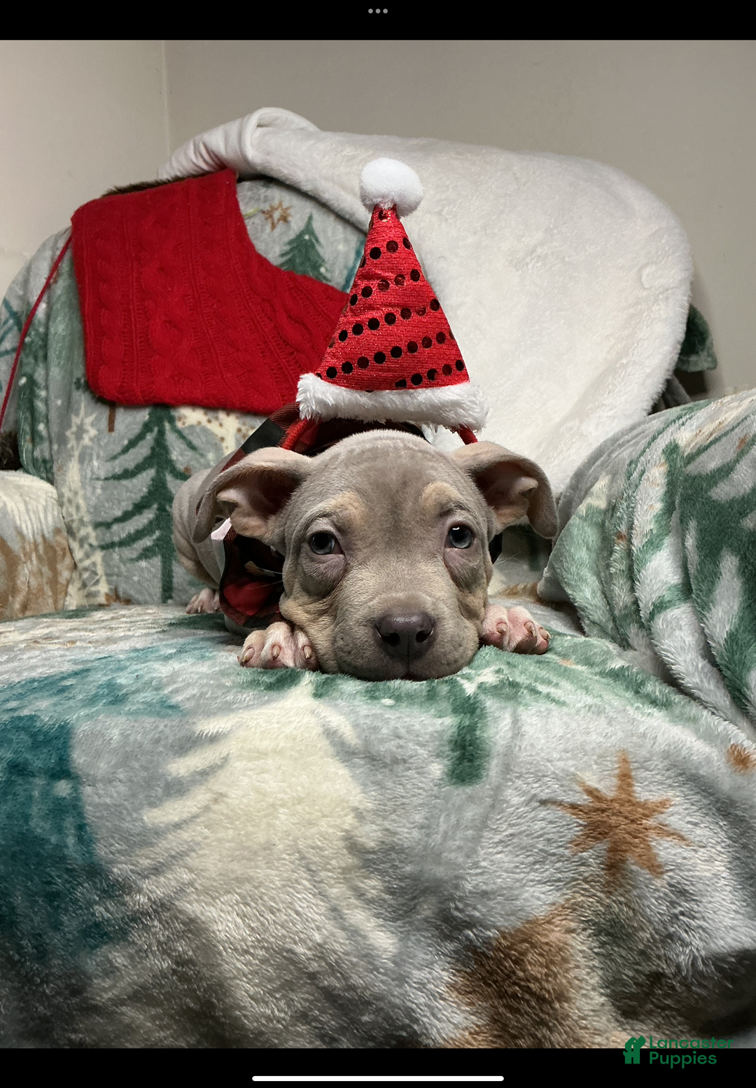 American Bully dogs for sale: Sunflower  - Ad 2