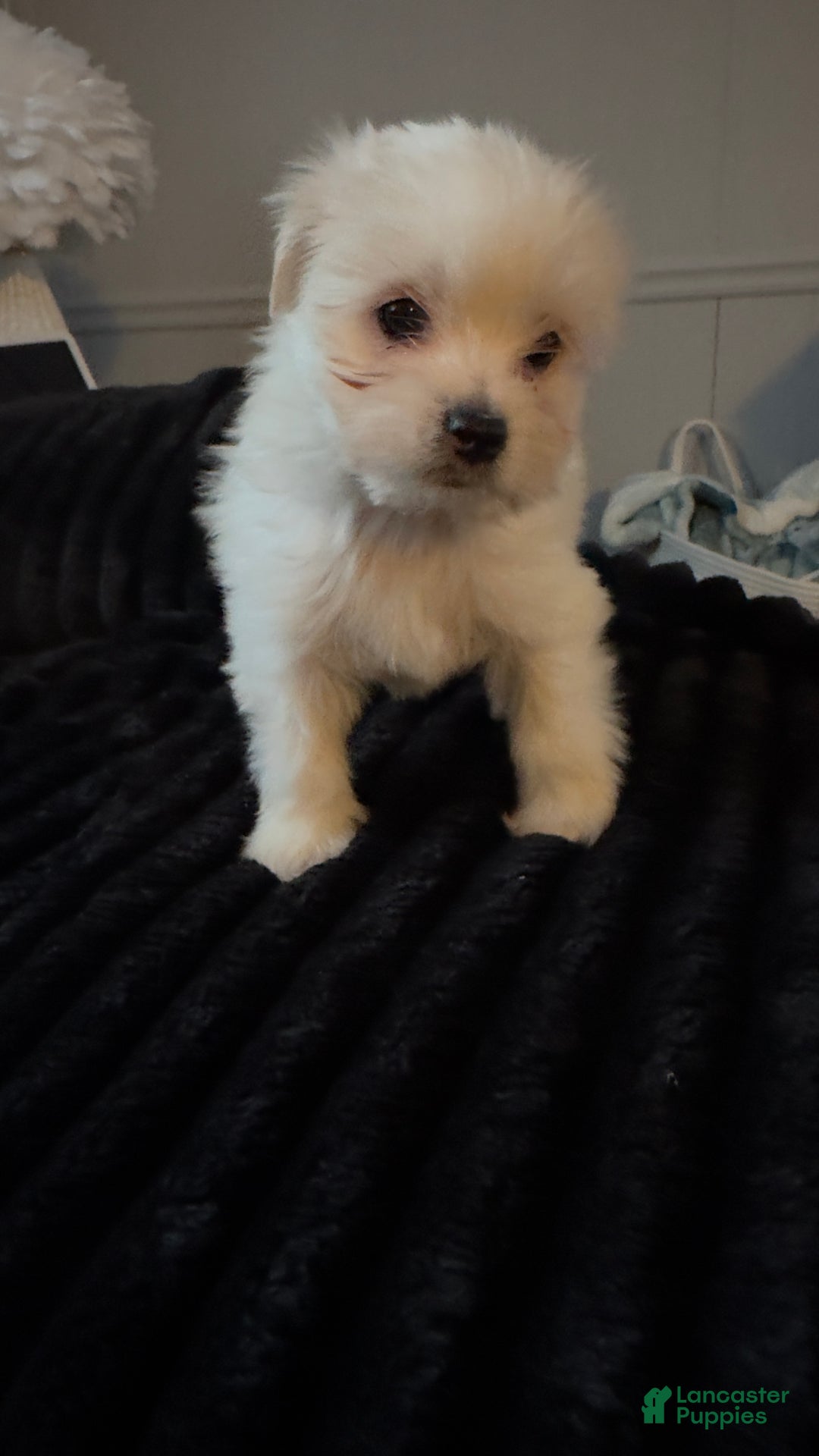 Maltese dogs for sale: Odie  - Ad 2