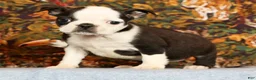 Boston Terrier dogs for sale: Pansy - Ad 3