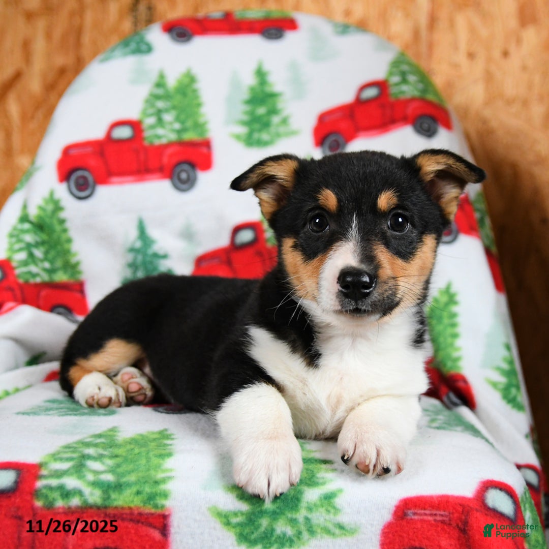 Welsh Corgi Pembroke dogs for sale: Kenya - Ad 5