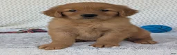Golden Retriever dogs for sale: Charlie  - Ad 12