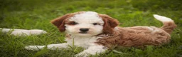 Cavapoo dogs for sale: Larry Cavapoo  - Ad 10
