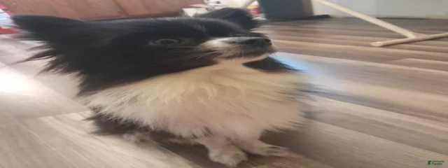 Sable