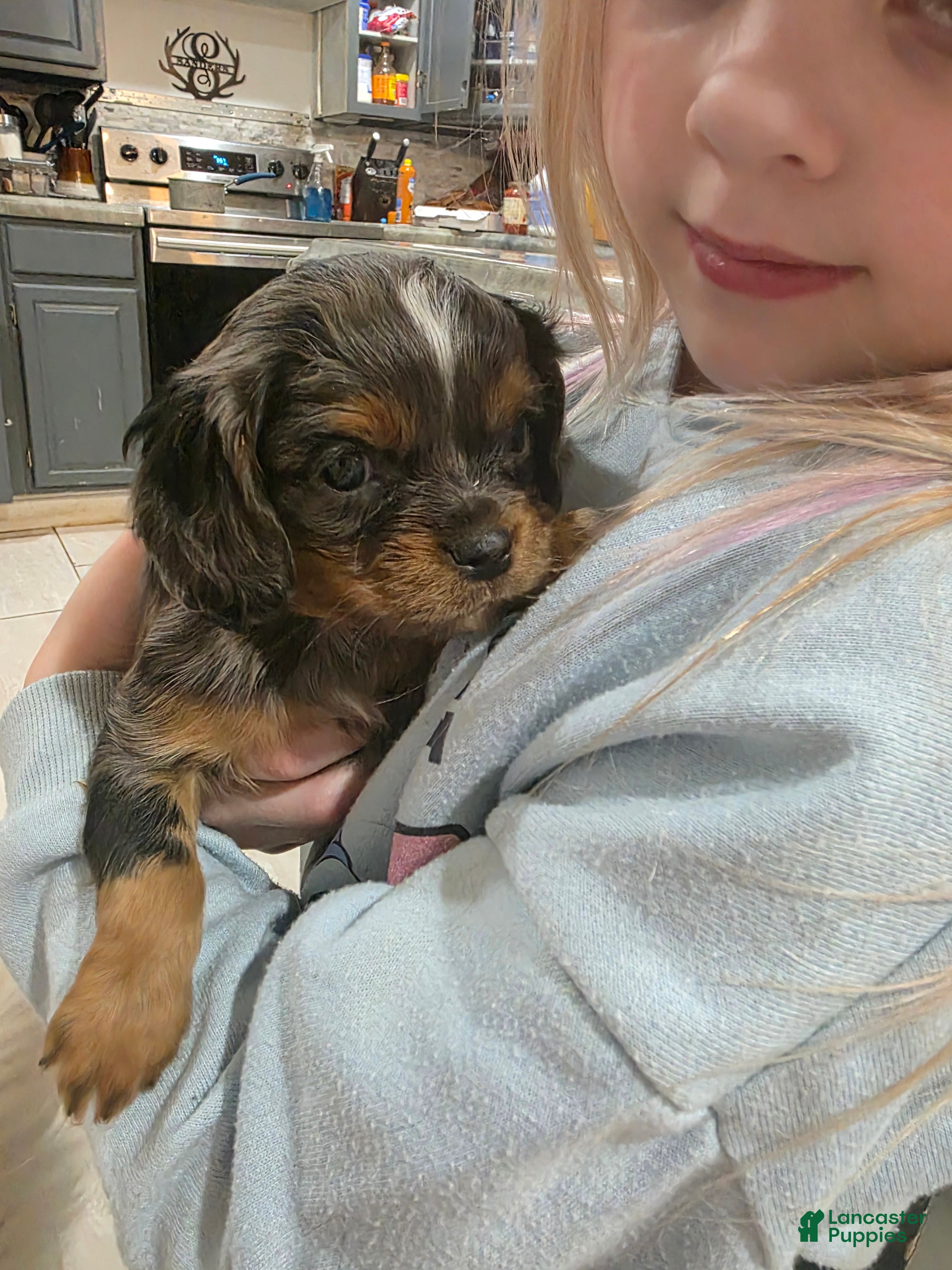 Mixed Breed dogs Mixed Breed Puppy 1 - Ad 1