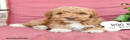 Miniature Poodle dogs for sale: Lollipop - Ad 3