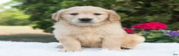 Golden Retriever dogs for sale: Bonnie  - Ad 3