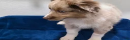 Miniature Australian Shepherd dogs for sale: Miniature Australian Shepherd 1 - Ad 3