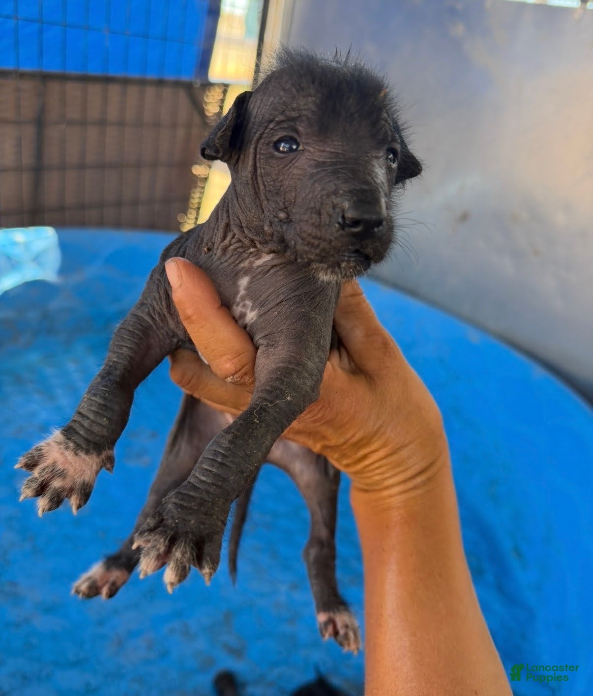 Xoloitzcuintle dogs Girl 1 - Ad 28