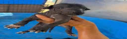 Xoloitzcuintle dogs for sale: Girl 1 - Ad 1