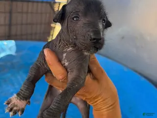 Xoloitzcuintle dogs Girl 1 - Ad 22