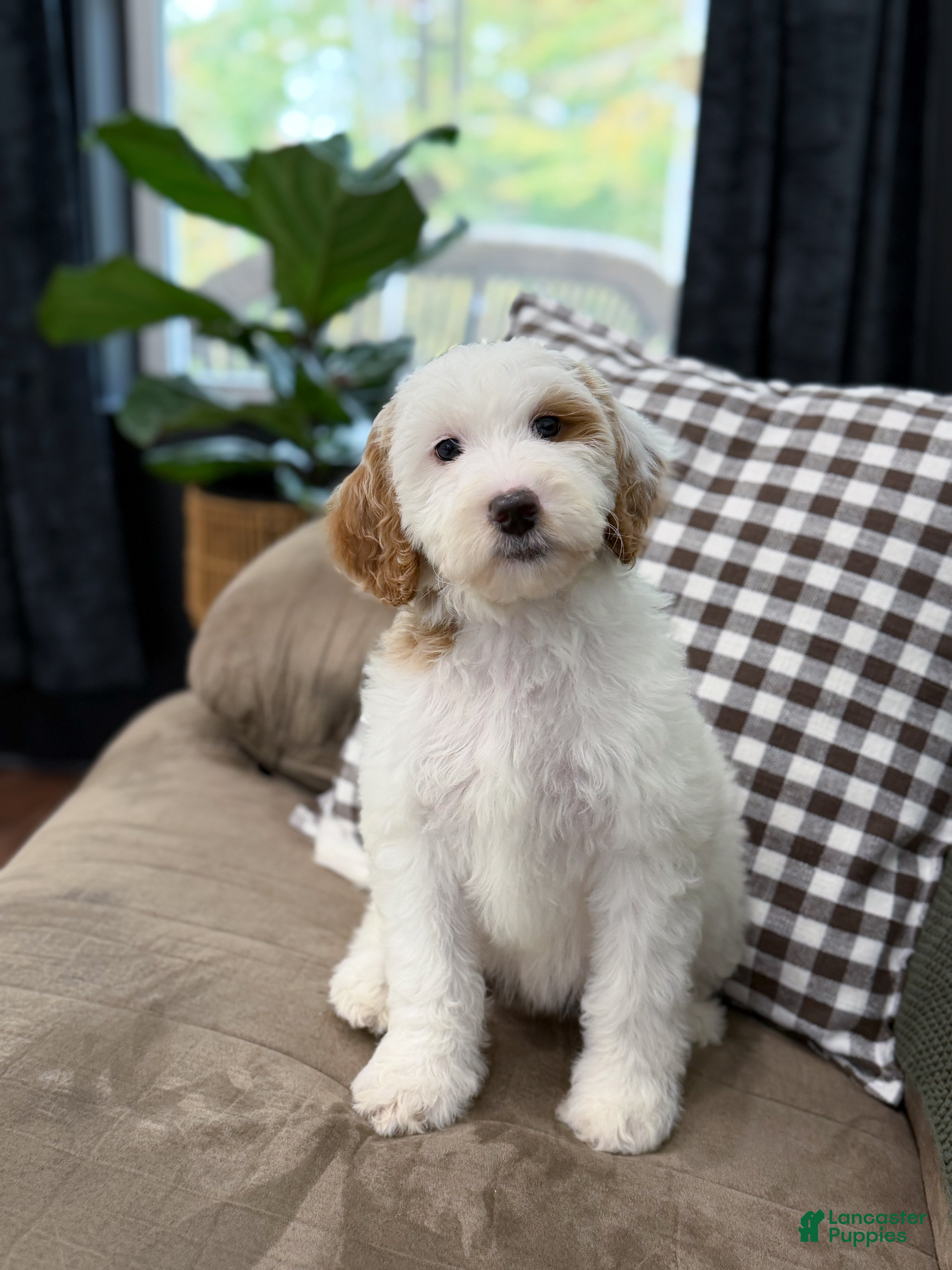 Goldendoodle dogs for sale: Hello I’m Skye🎀 - Ad 2