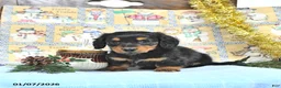 Miniature Dachshund dogs for sale: Milo - Ad 9