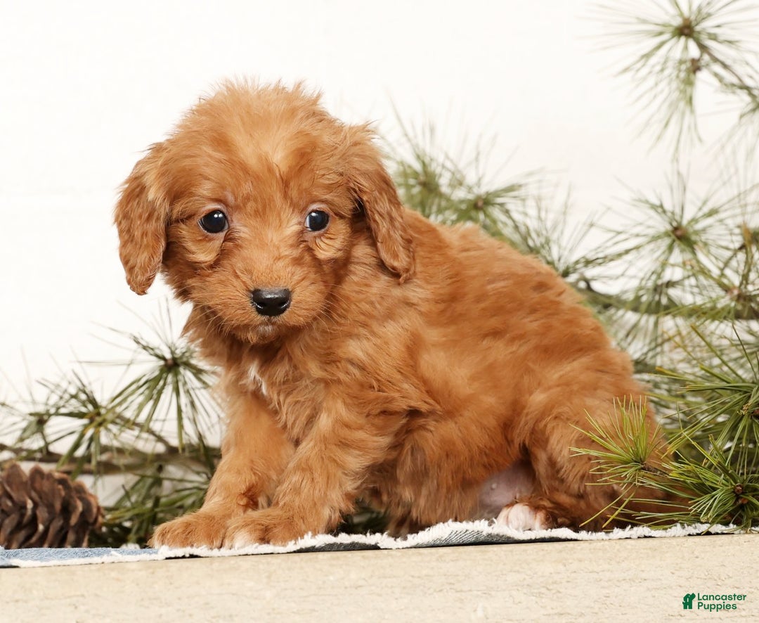 Mini Goldendoodle dogs for sale: Shelly - Ad 5