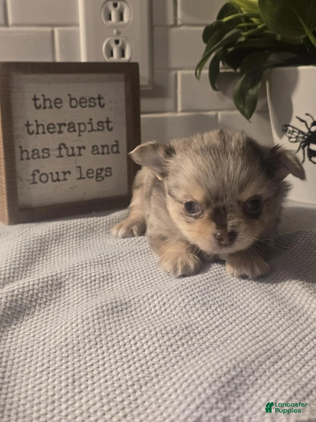 Chihuahua dogs for sale: Stanley - Ad 3