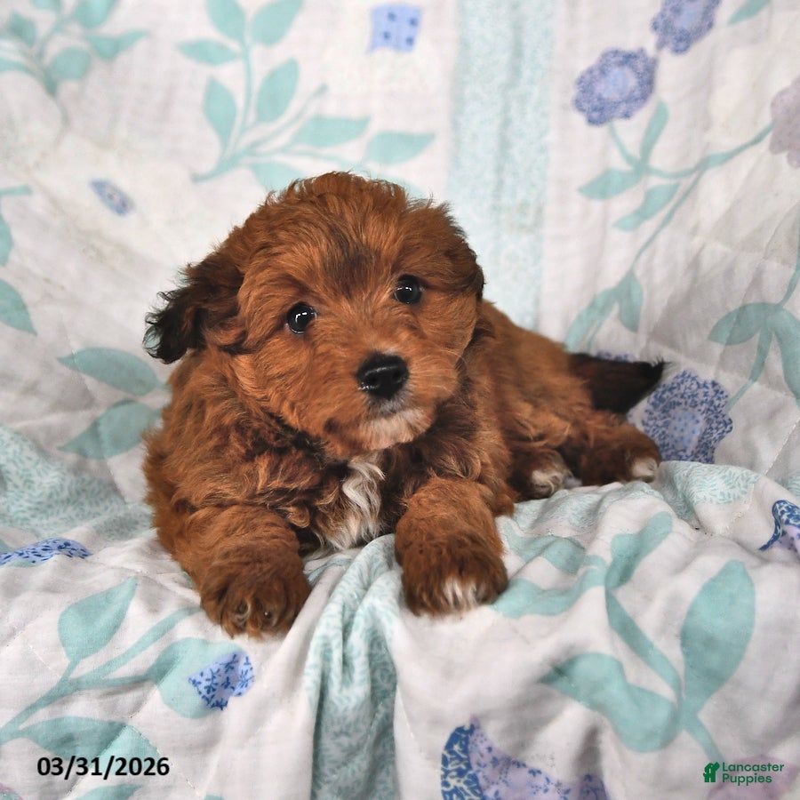 Mini Aussiedoodle dogs Mocha - Ad 1