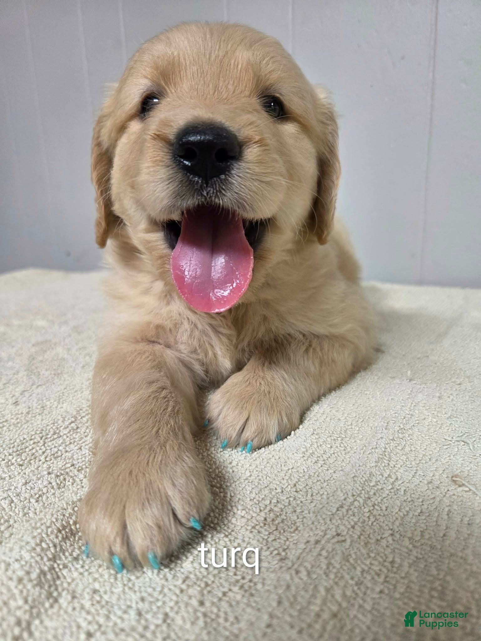 Goldendoodle dogs Goldendoodle 4 - Ad 36
