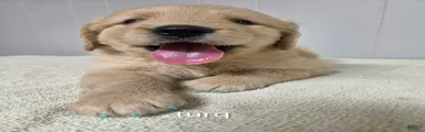 Goldendoodle 4