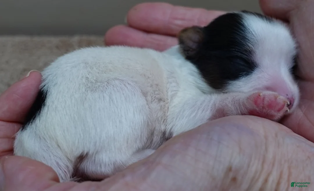 Yorkshire Terrier dogs for sale: Tansy - Ad 3