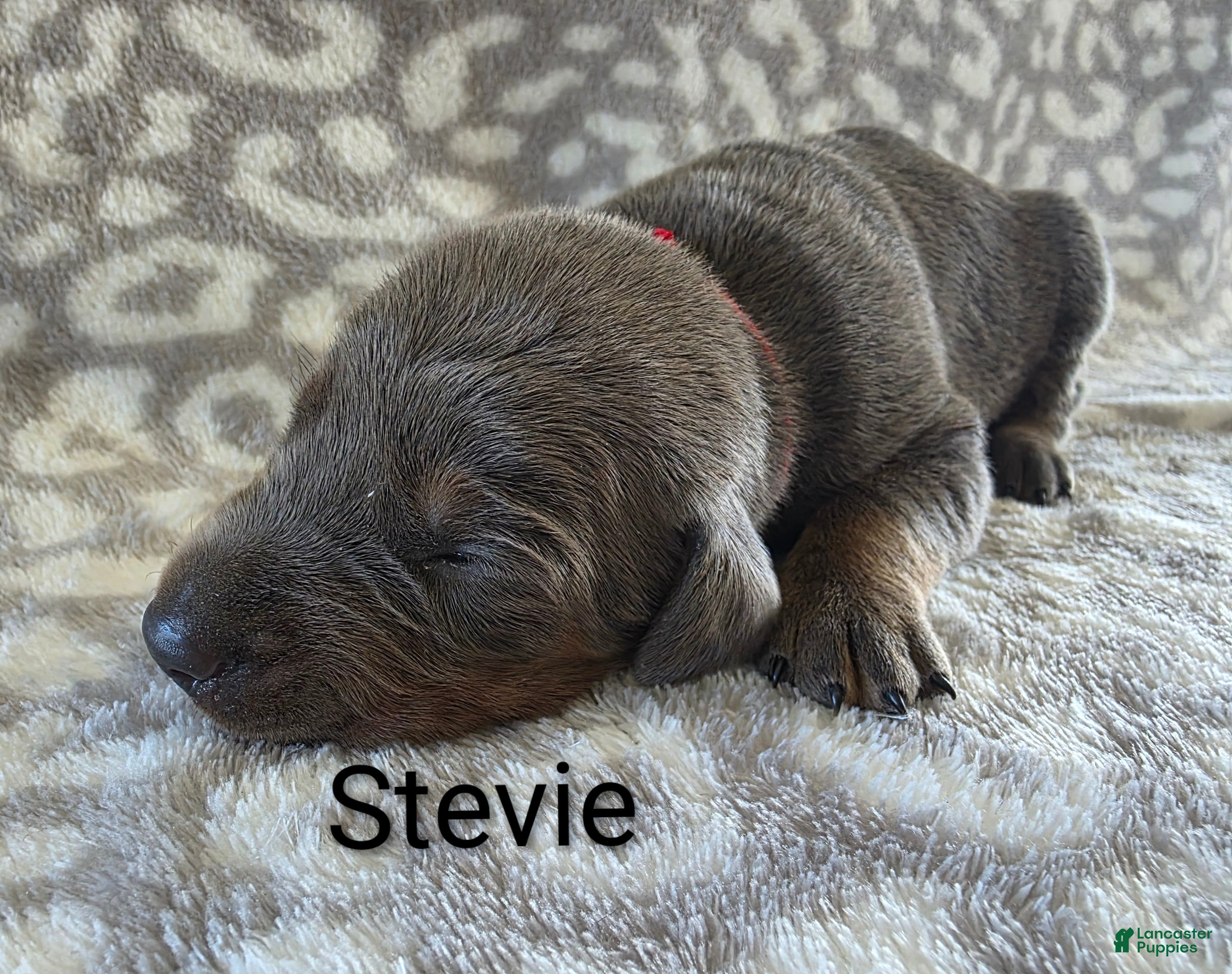 Doberman Pinscher dogs Doberman Pinscher Puppy 5 - Ad 8