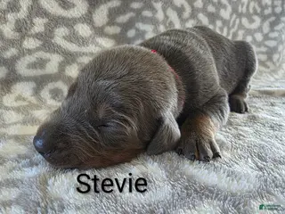 Doberman Pinscher dogs Doberman Pinscher Puppy 5 - Ad 8