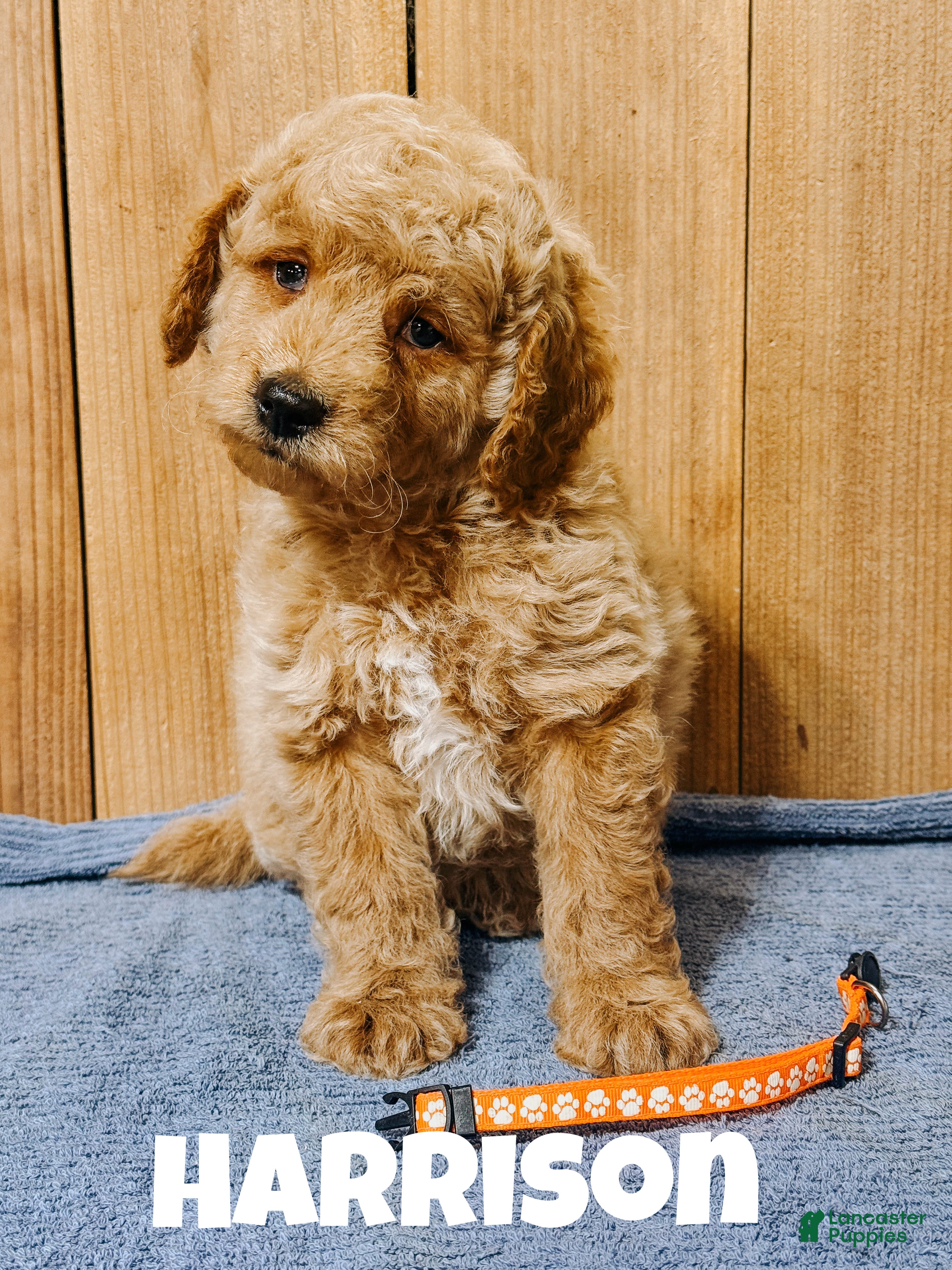 Mini Goldendoodle dogs Harrison, F1b Mini Goldendoodle - Ad 36
