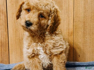 Mini Goldendoodle dogs Harrison, F1b Mini Goldendoodle - Ad 25