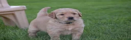 Golden Retriever dogs for sale: Hunter - Ad 2