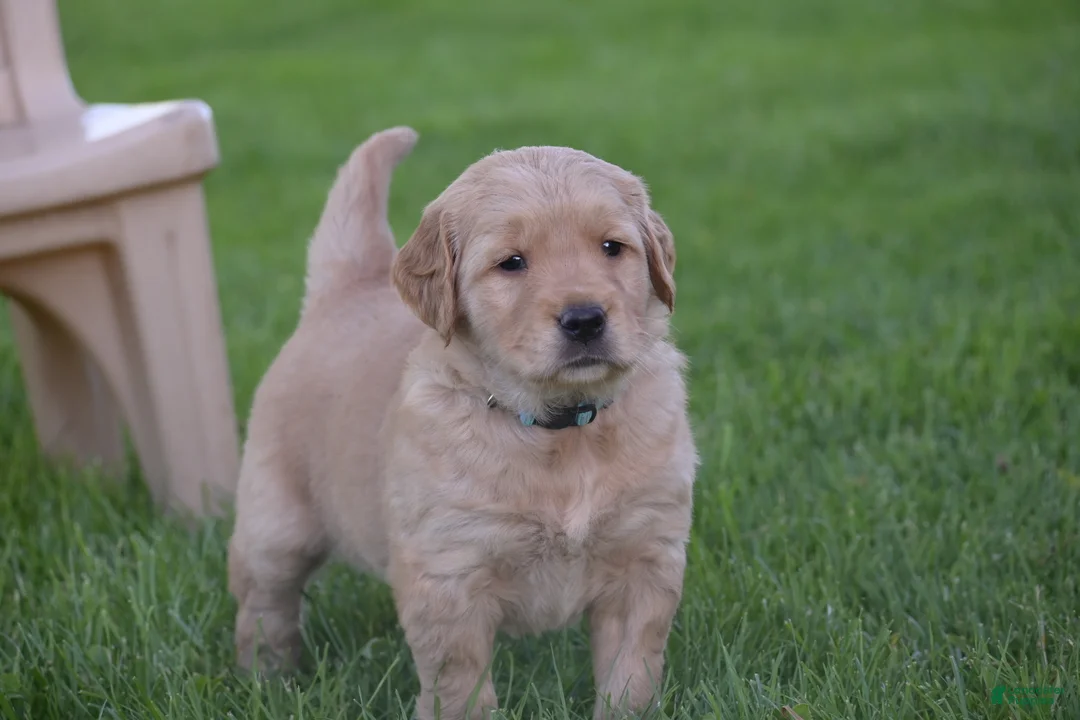 Golden Retriever dogs for sale: Hunter - Ad 2