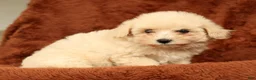 Maltipoo dogs for sale: Chloe - Ad 4