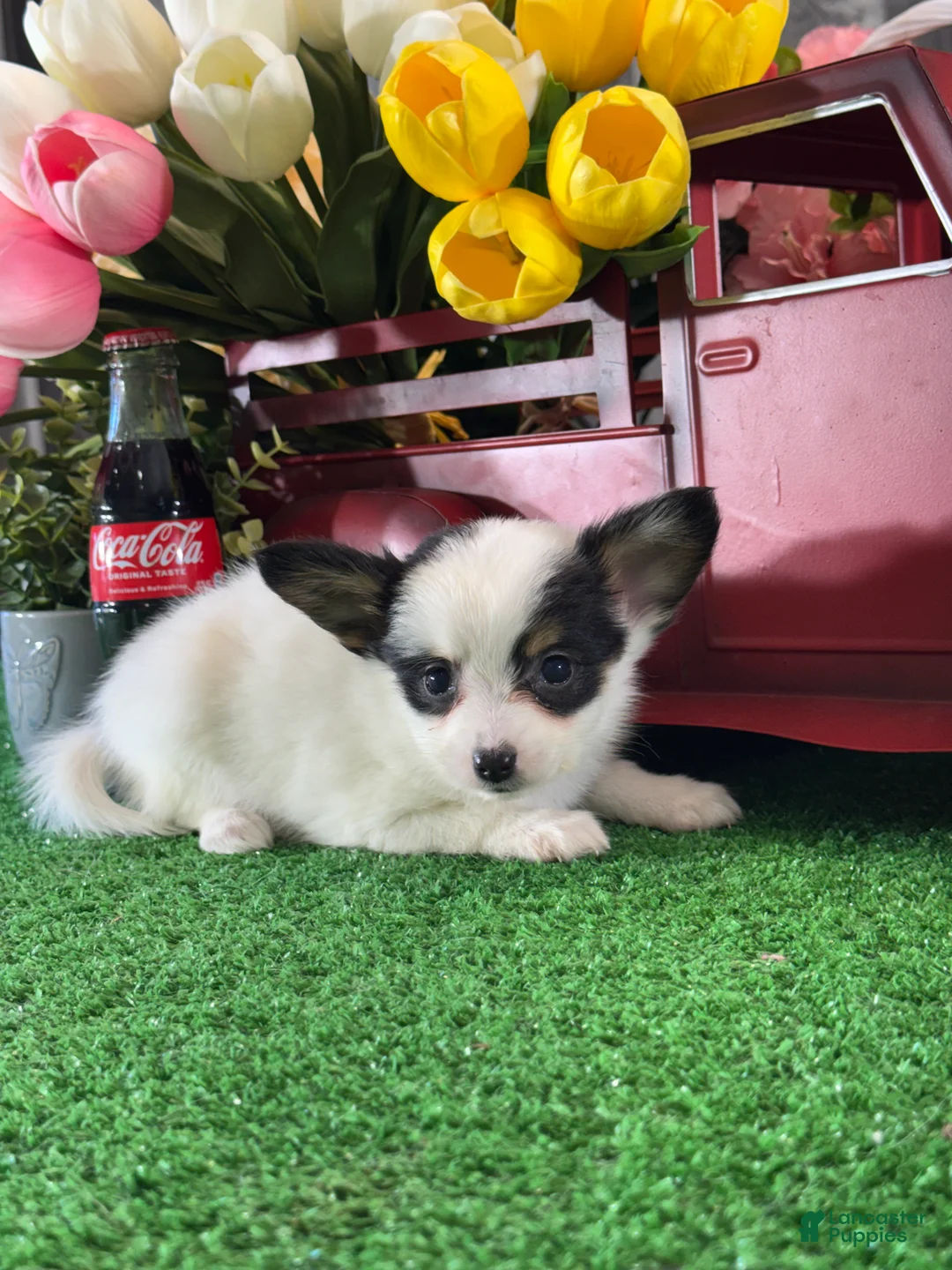 Papillon dogs for sale: Robin🌈 - Ad 5