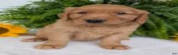Golden Retriever dogs for sale: Buddy  - Ad 10