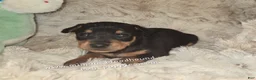 Miniature Pinscher dogs for sale:  Matt black and rust  - Ad 10