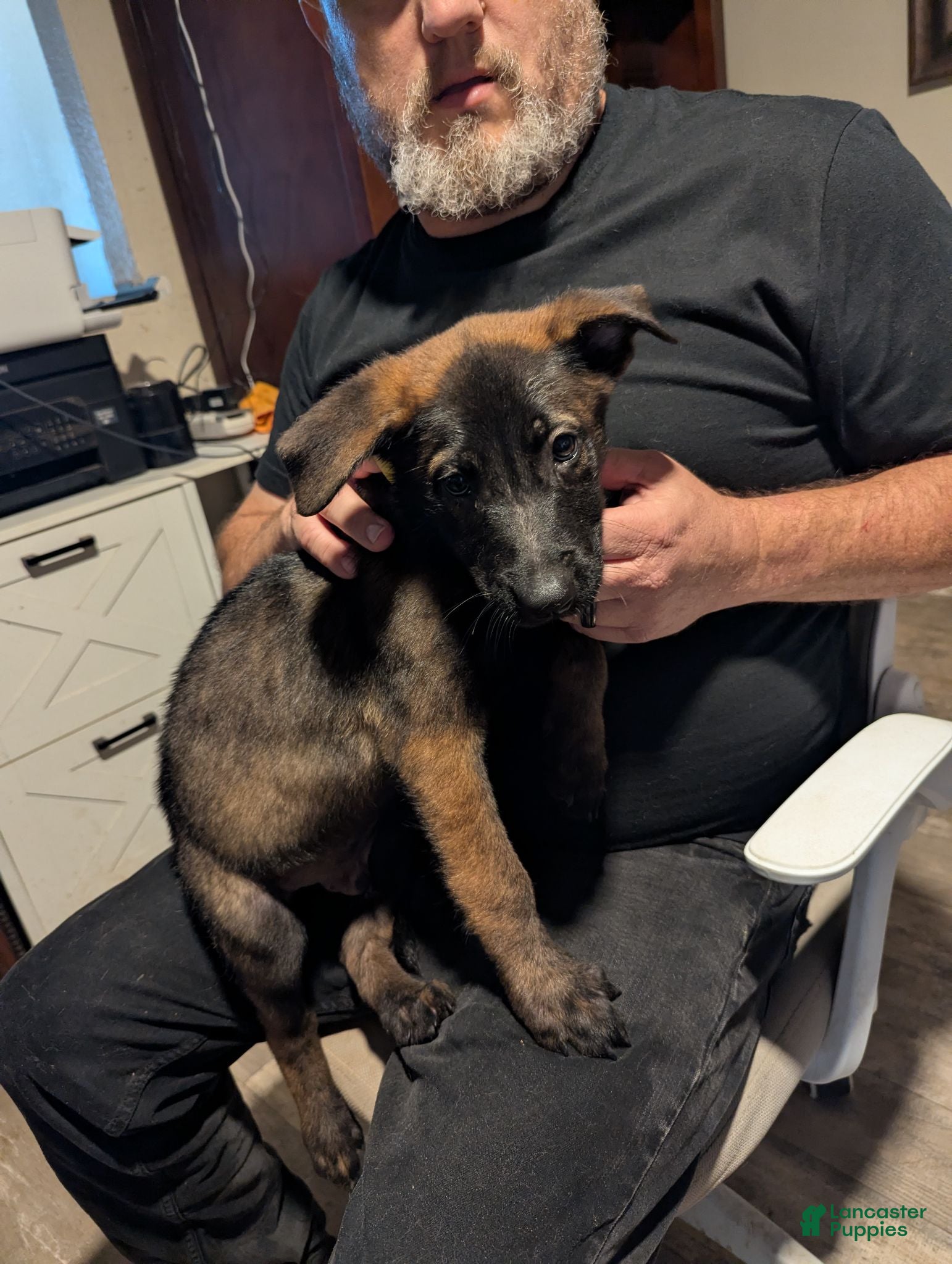 Belgian Malinois dogs Helio (yellow collar) - Ad 1