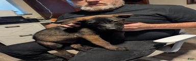 Helio (yellow collar)