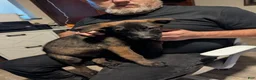Belgian Malinois dogs for sale: Helio (yellow collar) - Ad 1