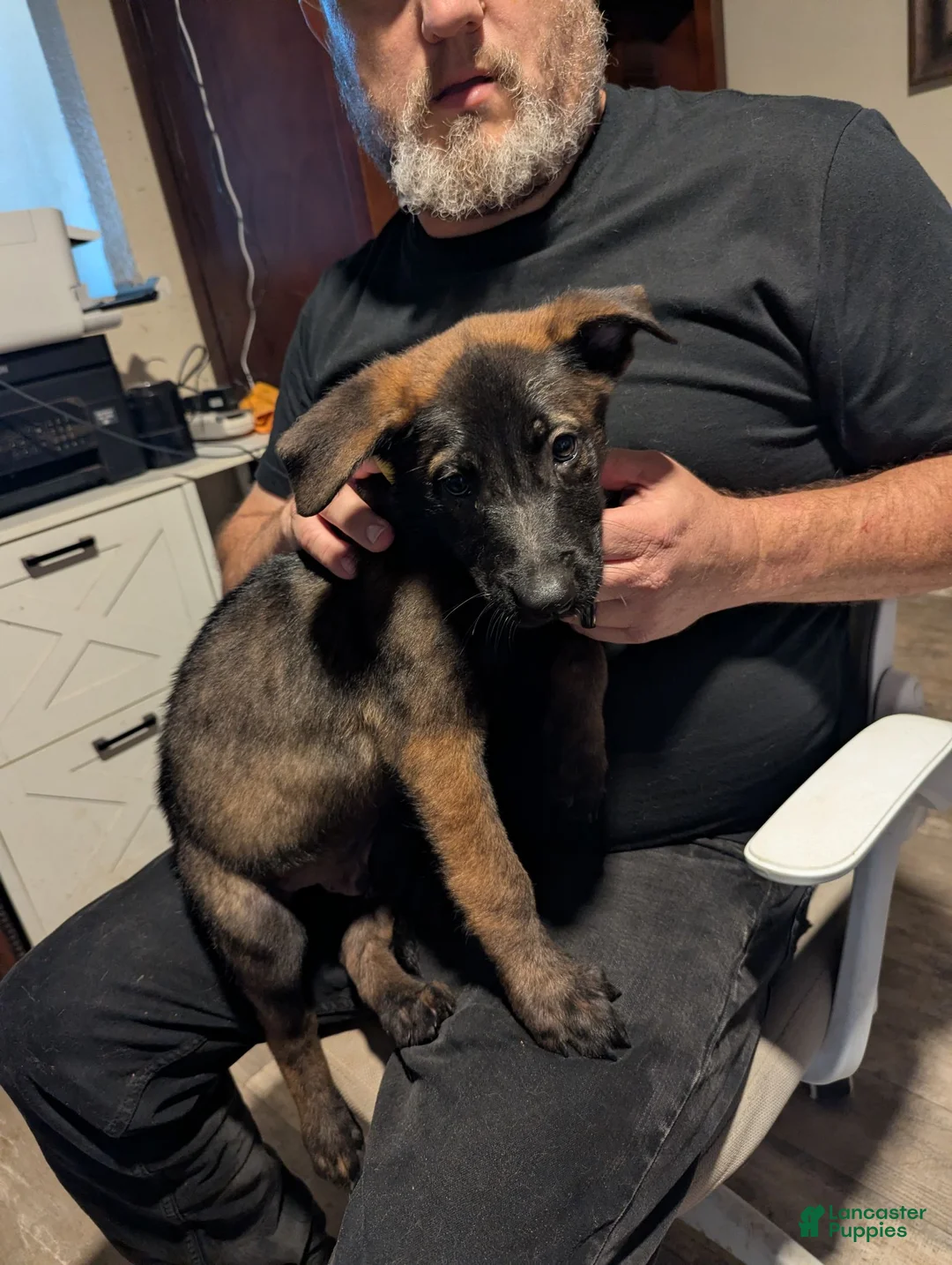 Belgian Malinois dogs for sale: Helio (yellow collar) - Ad 1