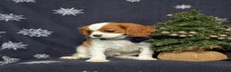 Cavalier King Charles Spaniel dogs for sale: Waylon - Ad 3