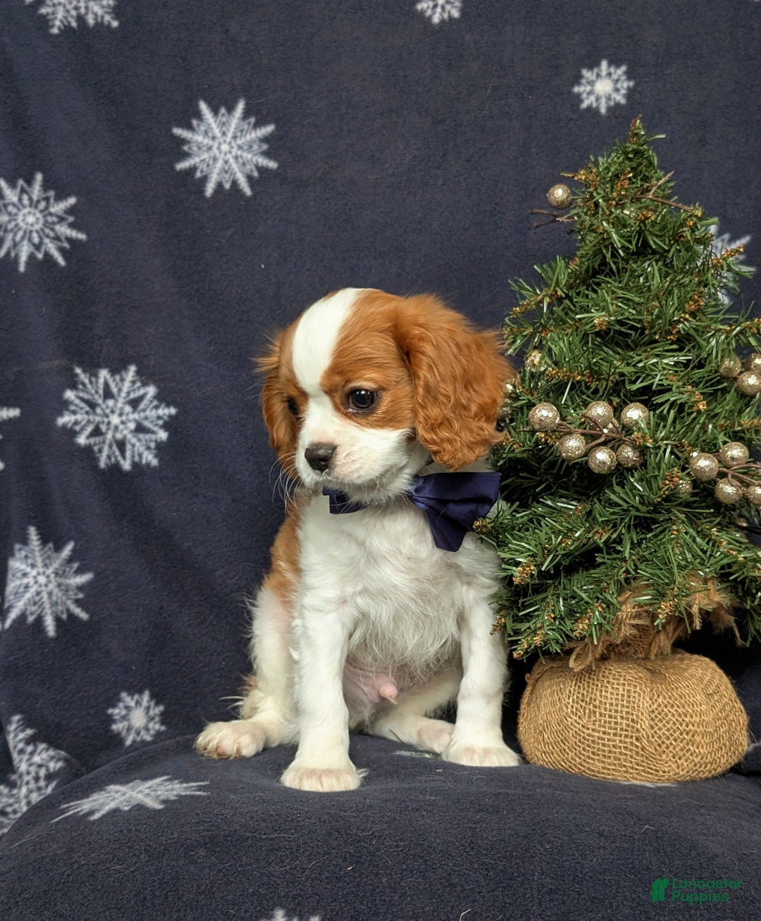 Cavalier King Charles Spaniel dogs for sale: Waylon - Ad 3