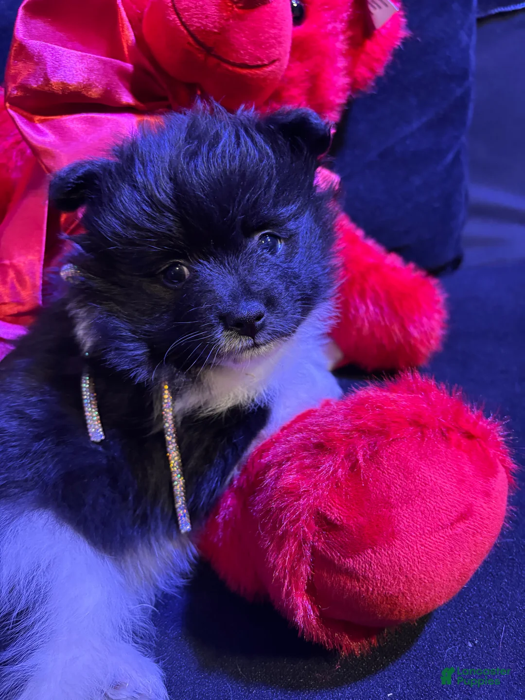 Pomeranian dogs for sale: Champ - Ad 3