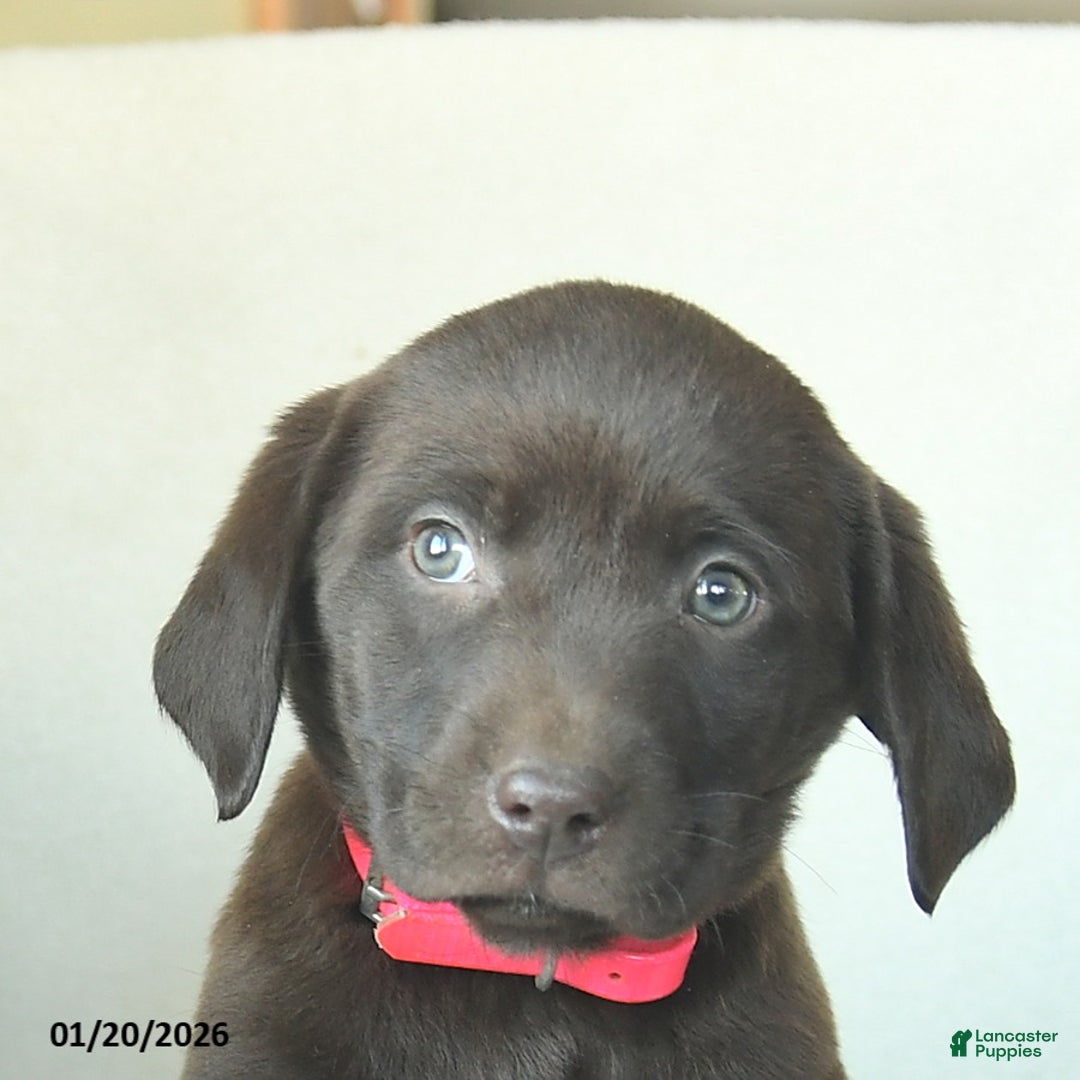 Labrador Retriever dogs for sale: Joyce  - Ad 5
