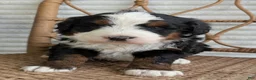 Bernedoodle dogs for sale: Scotty  - Ad 7