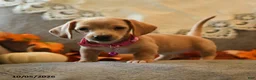 Miniature Dachshund dogs for sale: Sugarcube - Ad 3