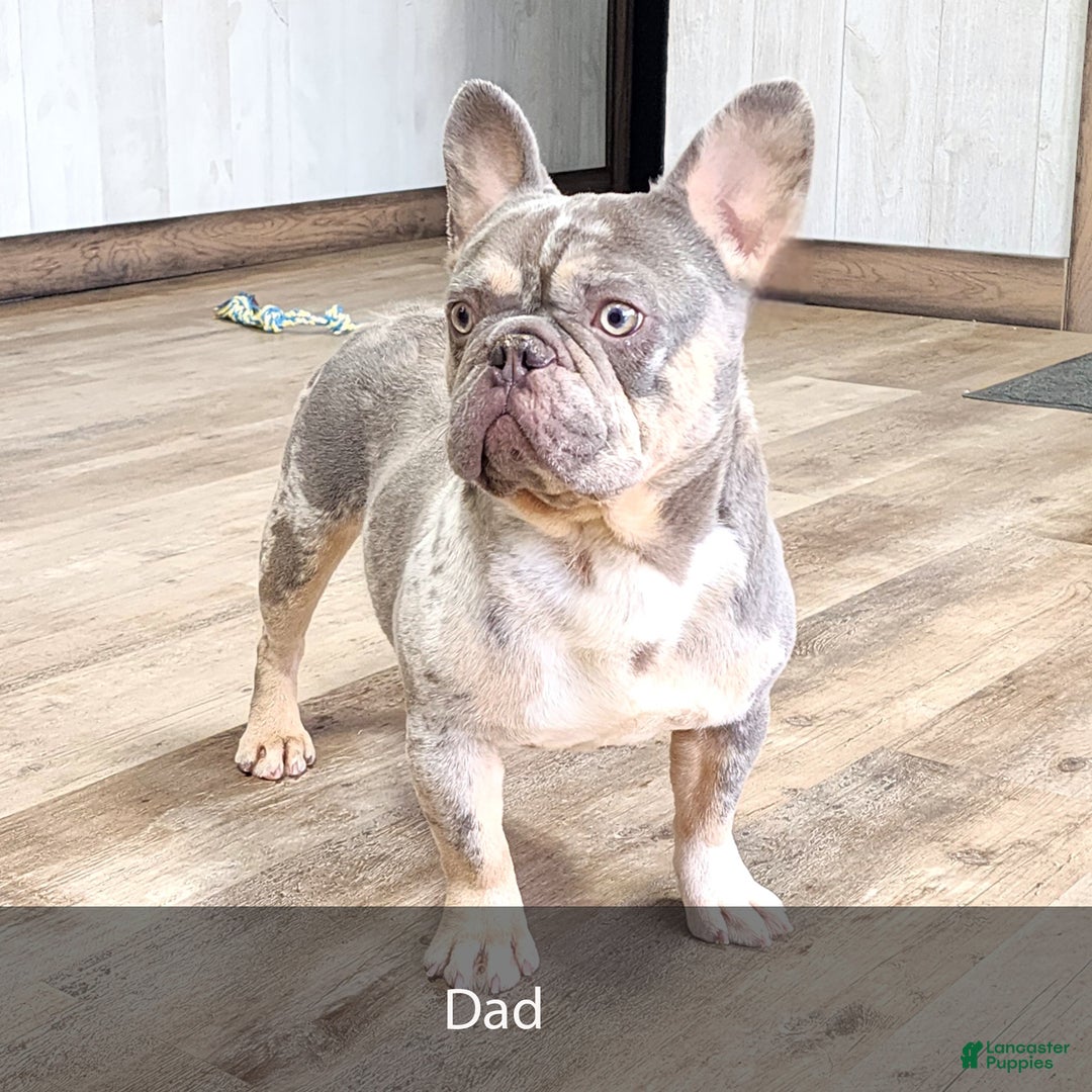 French Bulldog dogs for sale: Kane - Ad 13