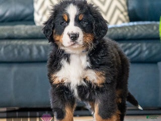 Bernese Mountain Dog dogs Louie - Ad 41